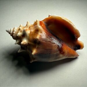 Large Conch Shell Decor